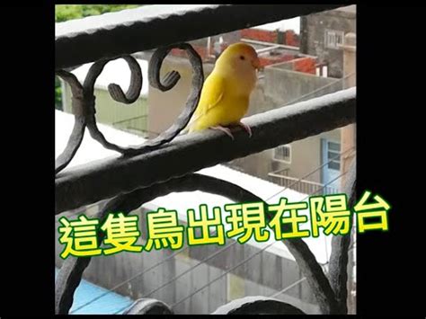 鳥飛來陽台|【鳥飛來陽台】關於鳥類飛臨陽台的吉兆與預兆，你不可不知！ –